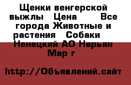 Щенки венгерской выжлы › Цена ­ 1 - Все города Животные и растения » Собаки   . Ненецкий АО,Нарьян-Мар г.